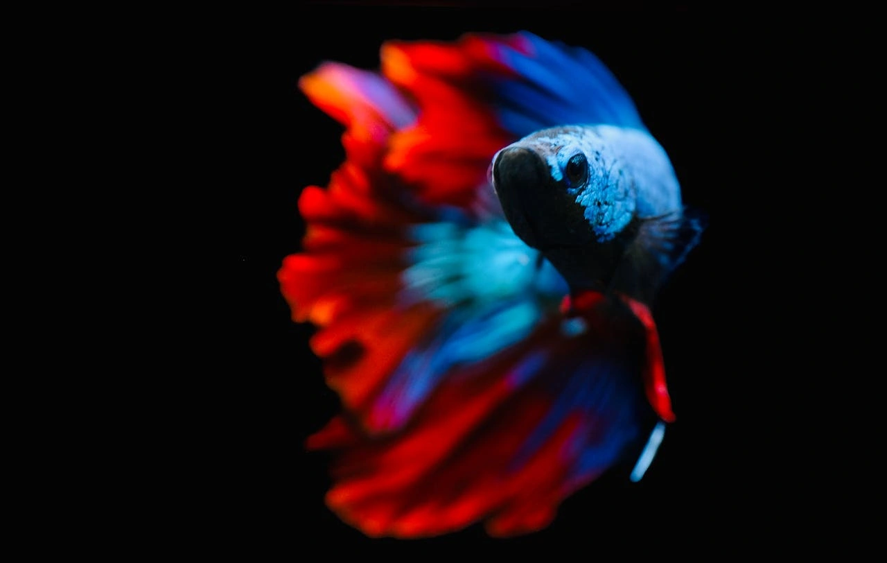 Colorful betta fish on black background